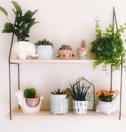 Pack de macetas de animales